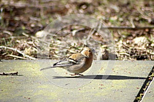 Tick Ã¢â¬â¹Ã¢â¬â¹on the ground in the sunlight of the terrace